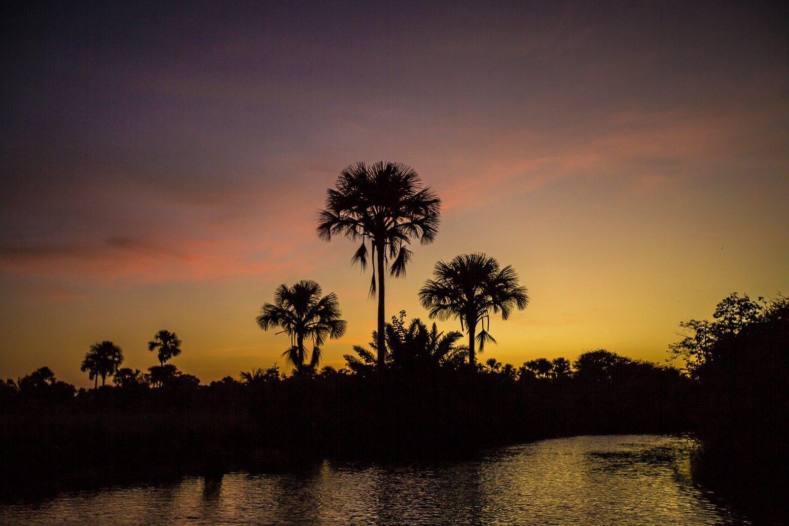 Buriti palms silhouetted against a pink sunset