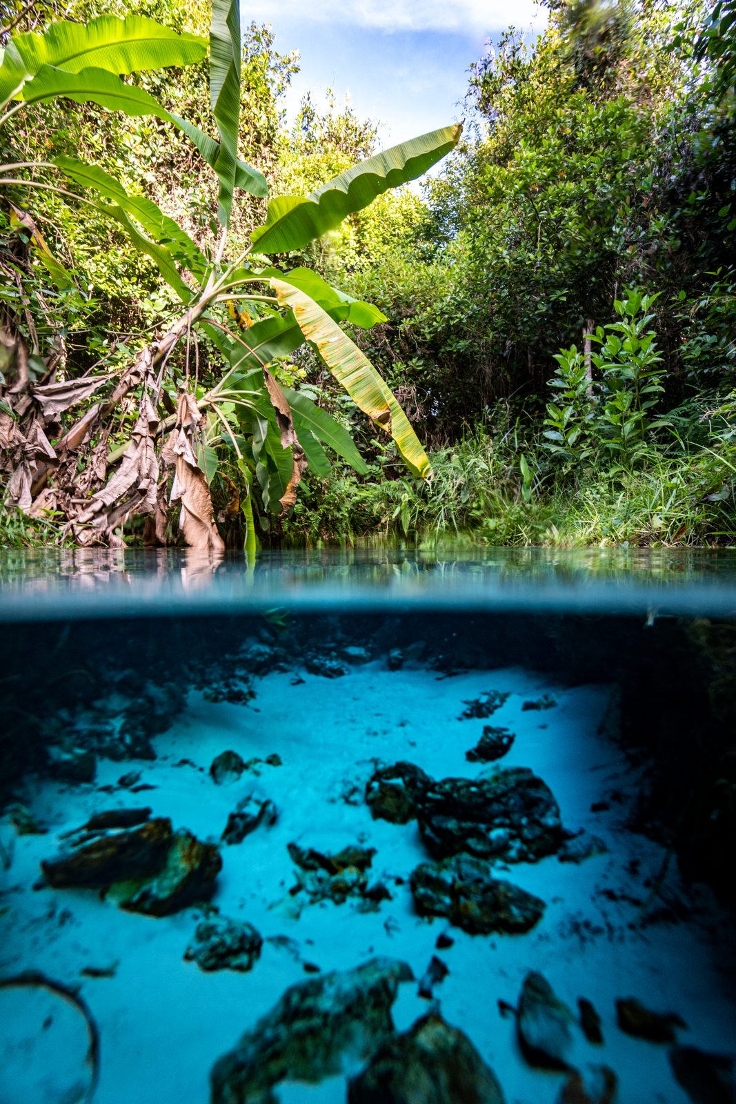 Underwater rocks and clear blue pool beneath banana leaves in Jalapão
