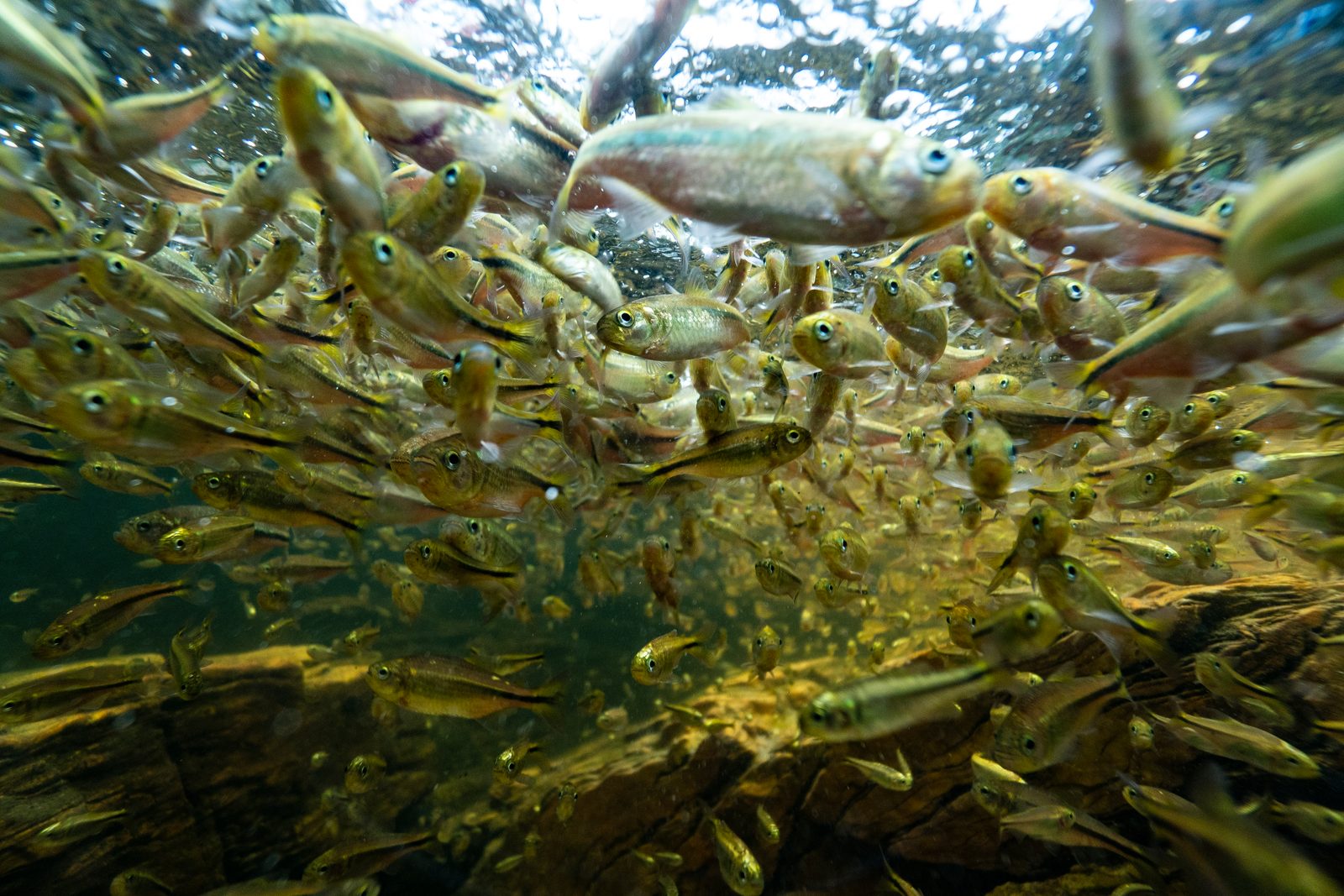 Submerged branches seen through green water